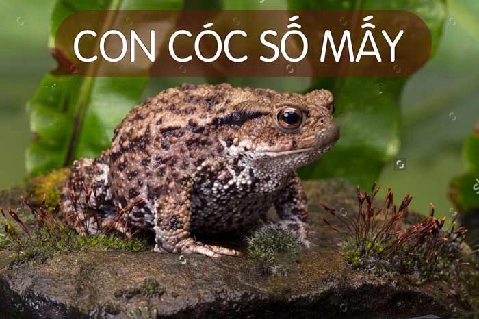 Mơ thấy con cóc đánh số mấy