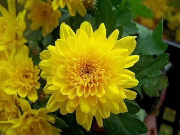 Mơ thấy bông hoa đánh số mấy