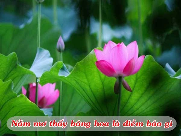 Mơ thấy bông hoa đánh số mấy