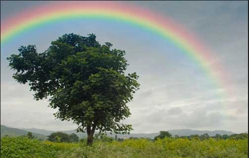 Mơ thấy cầu vồng đánh số mấy