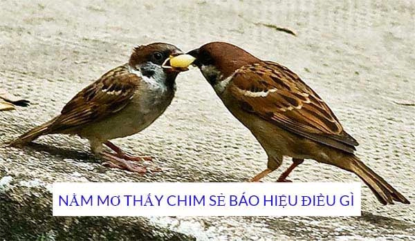Mơ thấy chim sẻ