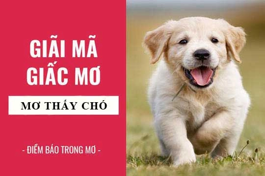 Mơ thấy chó đẻ đánh con gì