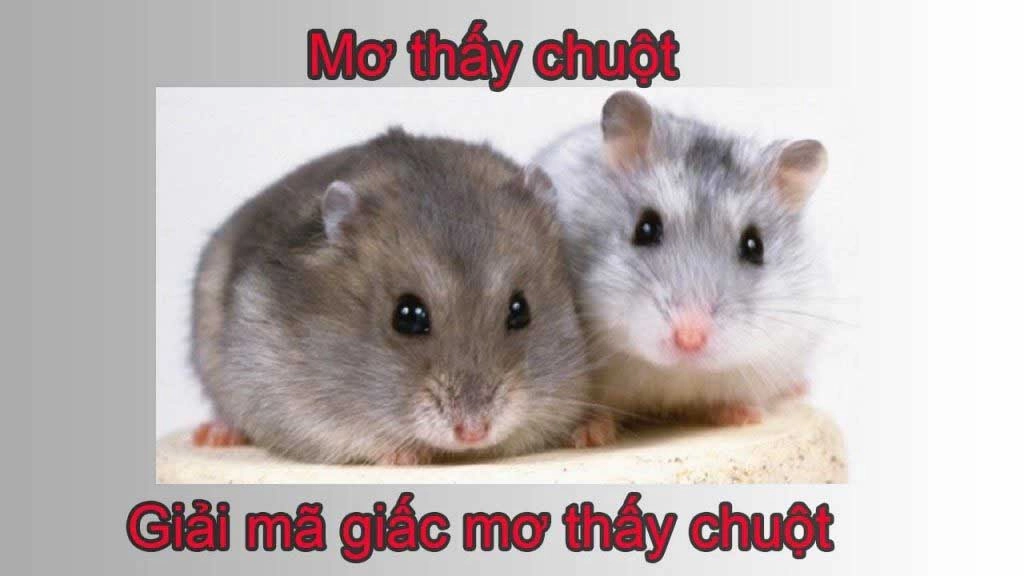 mo-thay-chuot-so-may-danh-con-gi-1