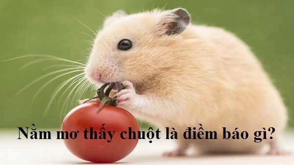 Mơ thấy chuột đánh con nào