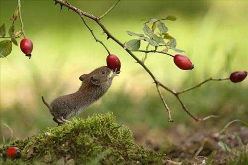 Mơ thấy chuột đánh con nào