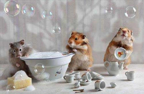 Mơ thấy chuột đánh con nào