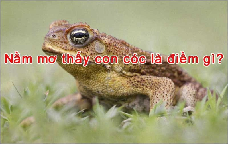 Mơ thấy con cóc đánh số mấy
