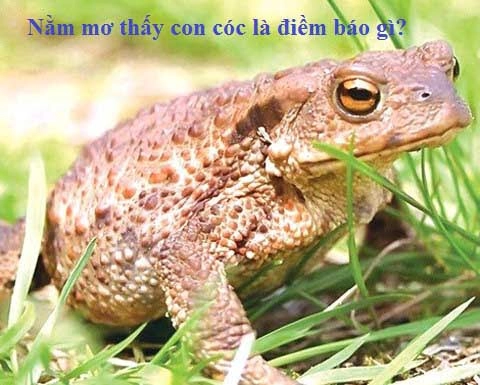 Mơ thấy con cóc đánh số mấy