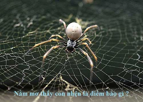 Mơ thấy nhện đánh số mấy