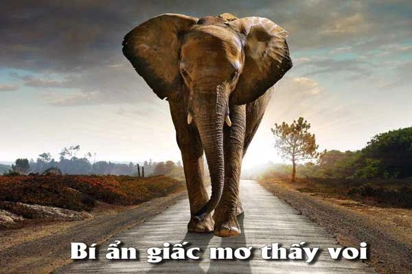 Mơ thấy voi đánh con gì dễ trúng