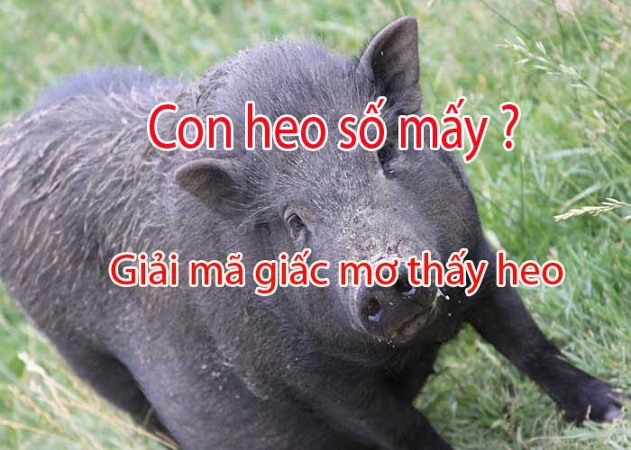 Mơ thấy con lợn đánh con gì