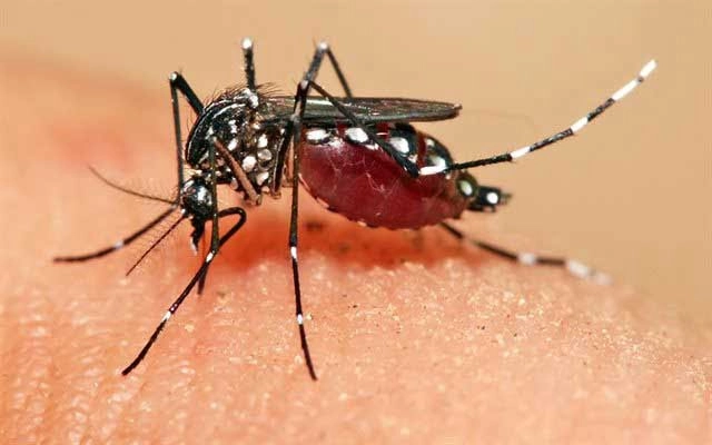 Mơ thấy con muỗi đánh con gì