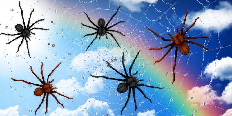 Mơ thấy nhện đánh số mấy