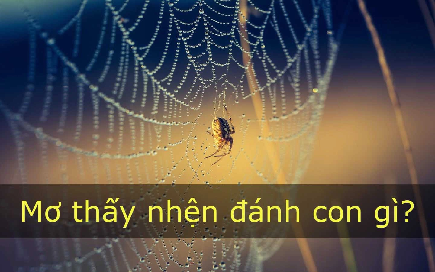 Mơ thấy nhện đánh số mấy