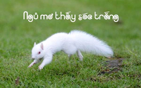 Mơ thấy sóc đánh số gì