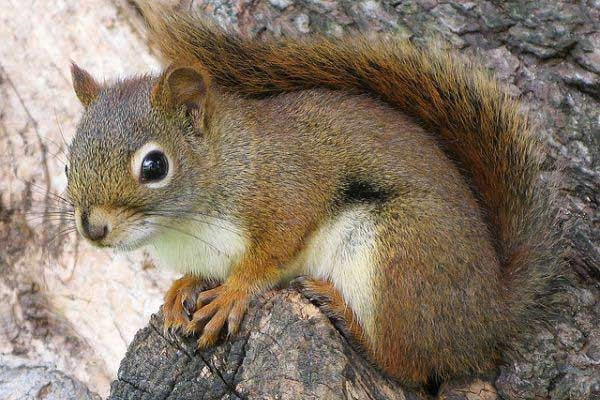 Mơ thấy sóc đánh số gì