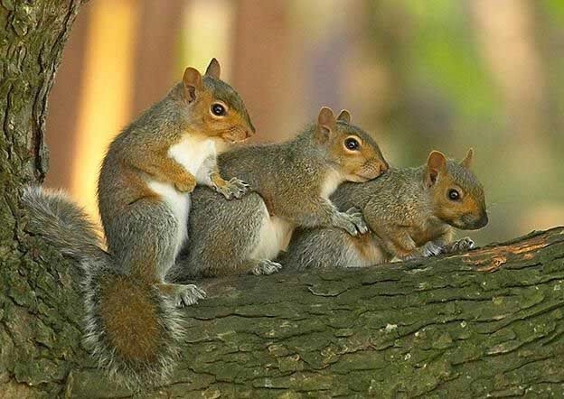 Mơ thấy sóc đánh số gì