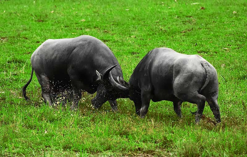 Mơ thấy trâu đánh con gì