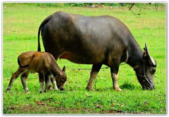Mơ thấy trâu đánh con gì