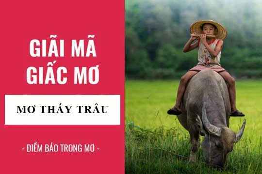 mo-thay-trau-danh-con-gi-3