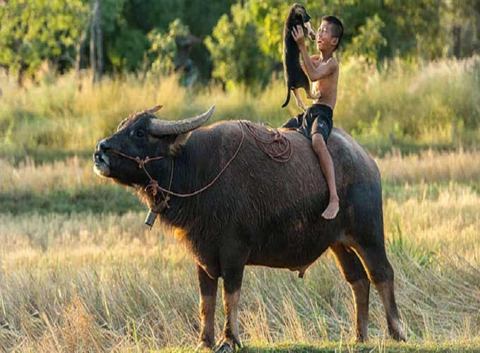 Mơ thấy trâu đánh con gì