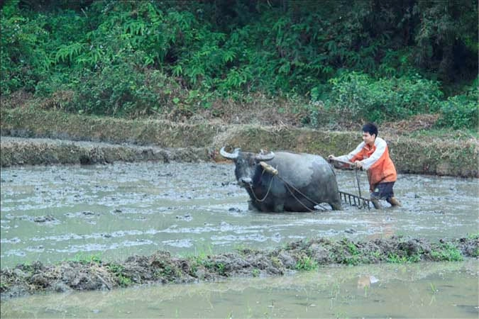 Mơ thấy trâu đánh con gì