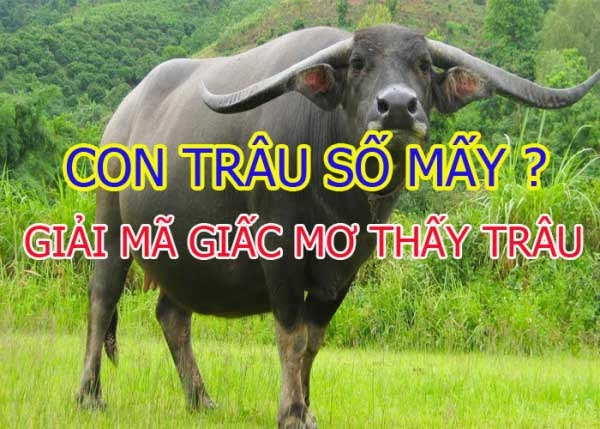 Mơ thấy trâu đánh con gì
