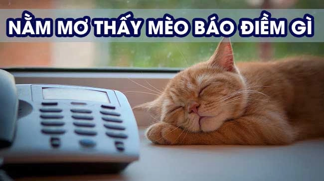 Mơ thấy mèo đánh con gì