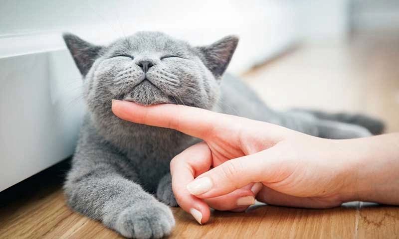 Mơ thấy mèo đánh con gì