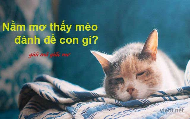 Mơ thấy mèo đánh con gì