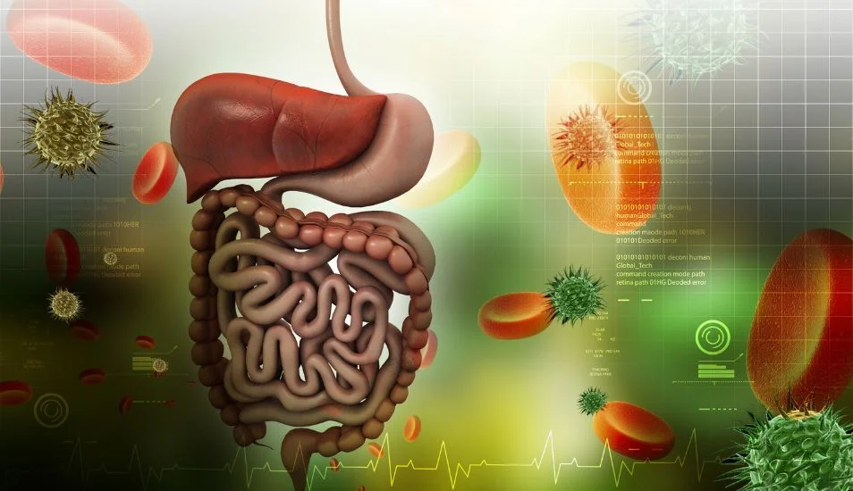 Supplementing probiotics helps strengthen resistance in the digestive system