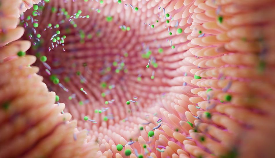 Probiotics should be taken about 30 minutes before meals or 2-3 hours after meals.
