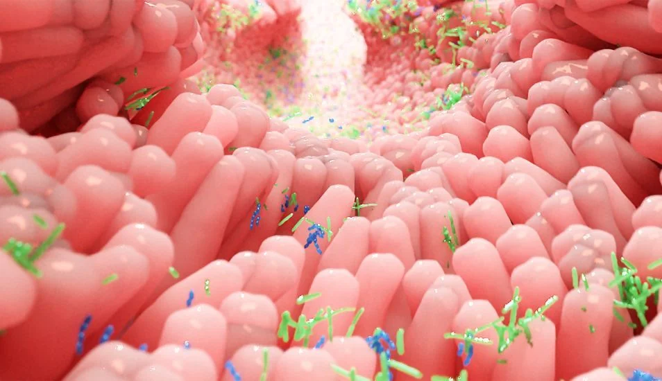 Môi trường đường ruột tự nhiên không có khả năng sản sinh