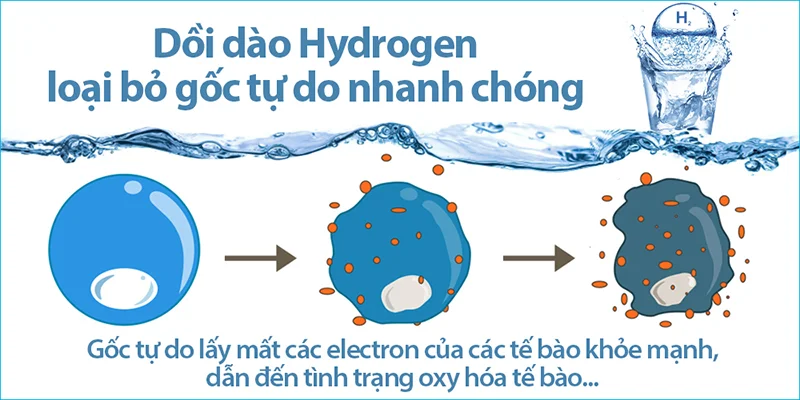 Phân tử H2 có thể chống lại các gốc tự do