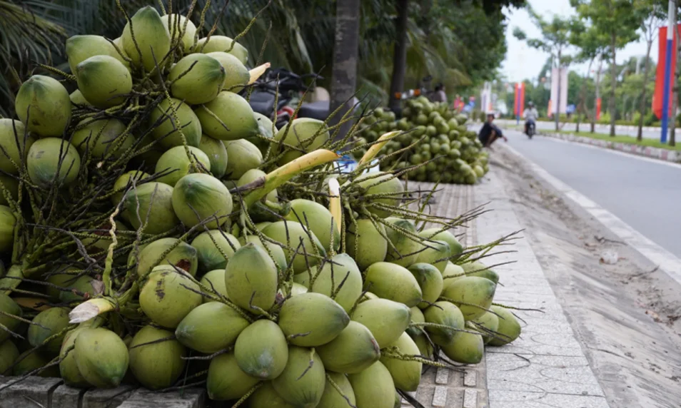 nuoc-dua-duoc-nhieu-nguoi-yeu-thich-vi-thanh-mat-va-giup-dep-da-1
