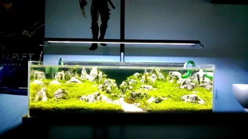 đèn hồ cá mini