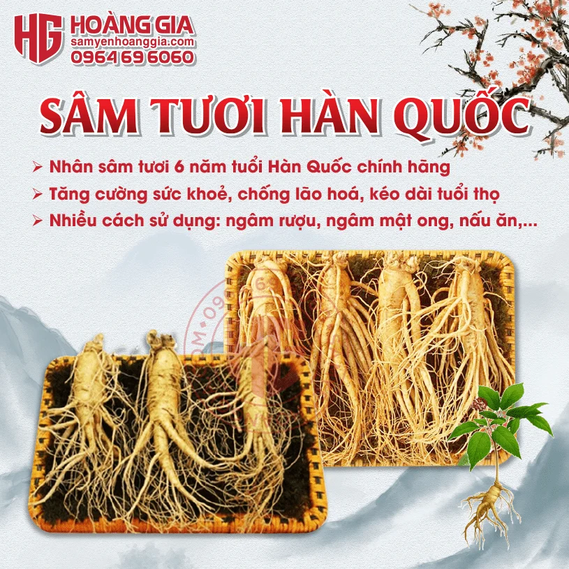 bai-viet---8---hoang-gia_optimized_ca5205903c774716a9c1f6dd7b1a8aee