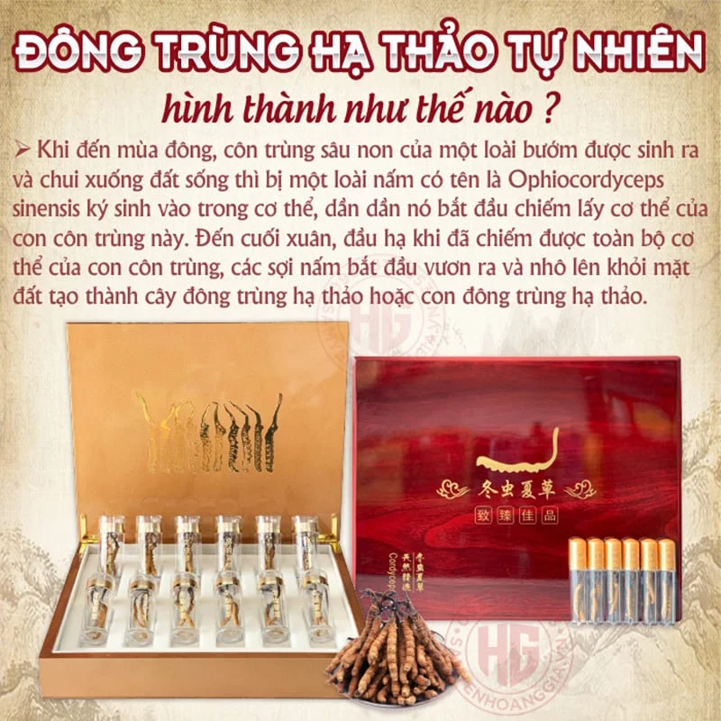 dong_trung_ha_thao_-_hoang_gia-01_da35bdb07b604a03aa272c02294b080c