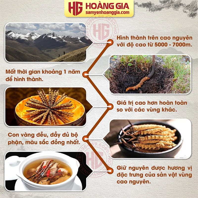 dong_trung_ha_thao_tay_tang_-_hoang_gia_2-01_953ed4487ed74517ad47e7280d56c9ba