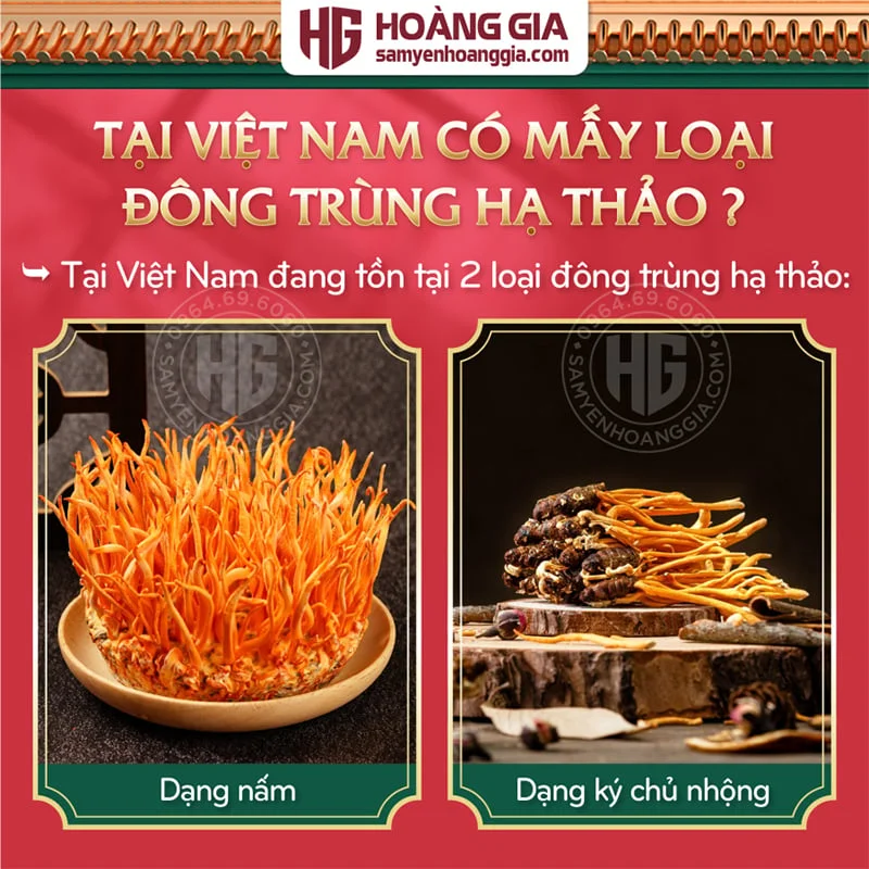dtht_vn_co_mac_khong_-_hoang_gia-02_3f9c278375bb41cda57daea3b2c27c90