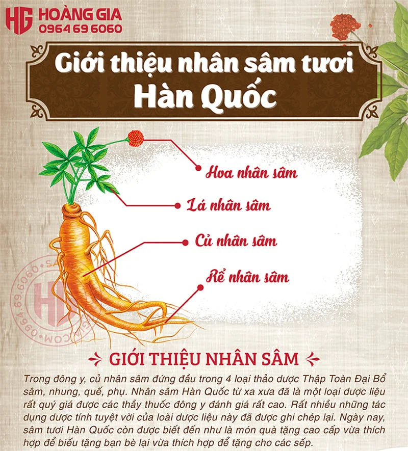 NHÂN SÂM TƯƠI HÀN QUỐC