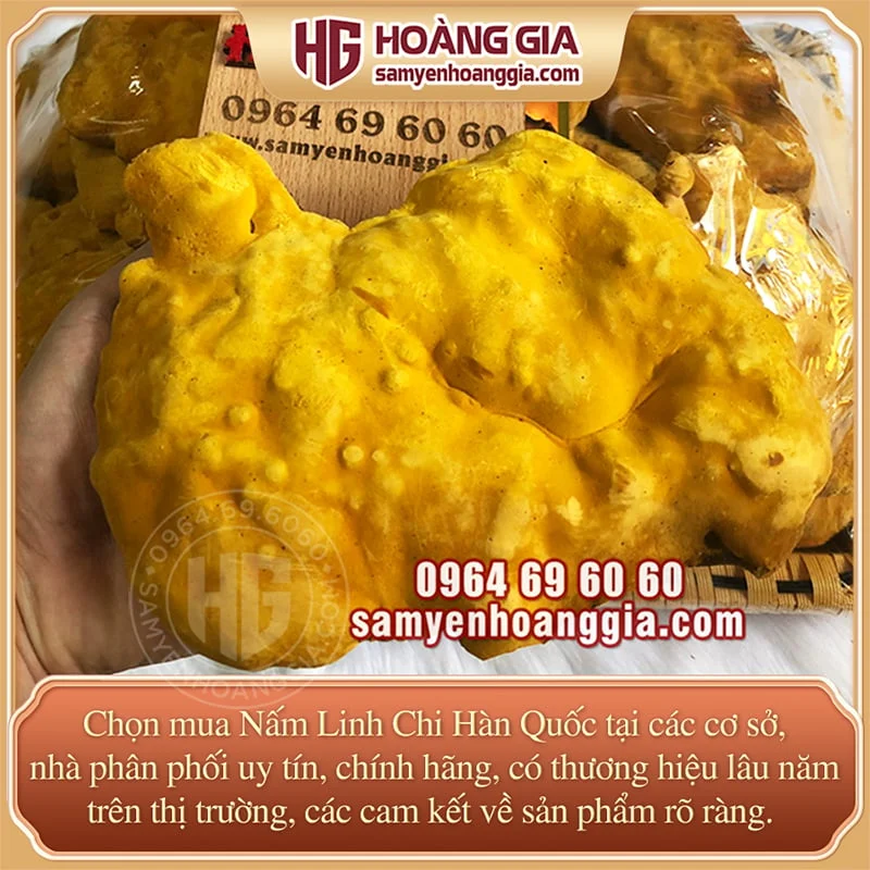 NẤM LINH CHI HÀN QUỐC
