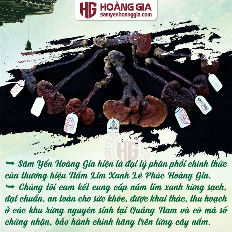 NẤM LIM XANH QUẢNG NAM