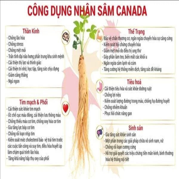 cong-dung_9a04869e90104cf78e188570830cf757_grande