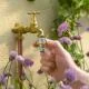 Outdoor Tap