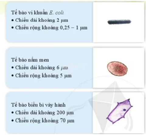 Kích thước và hình dạng