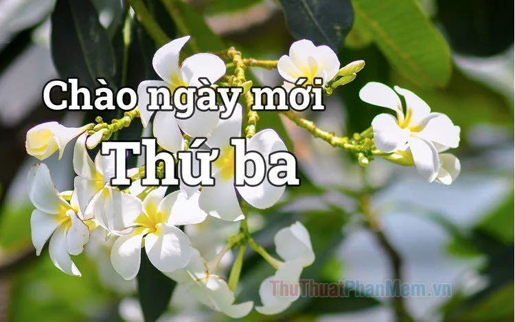 Thứ ba
