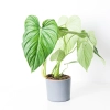 cay-trau-ba-tam-y-philodendron-pastazanum