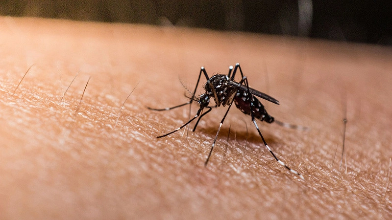 Malaria