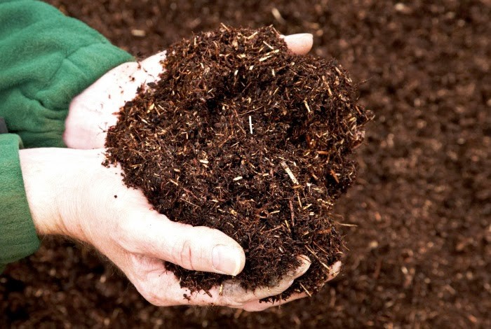 cach-u-phan-bo-voi-trichoderma-dung-ky-thuat-nhu-the-nao